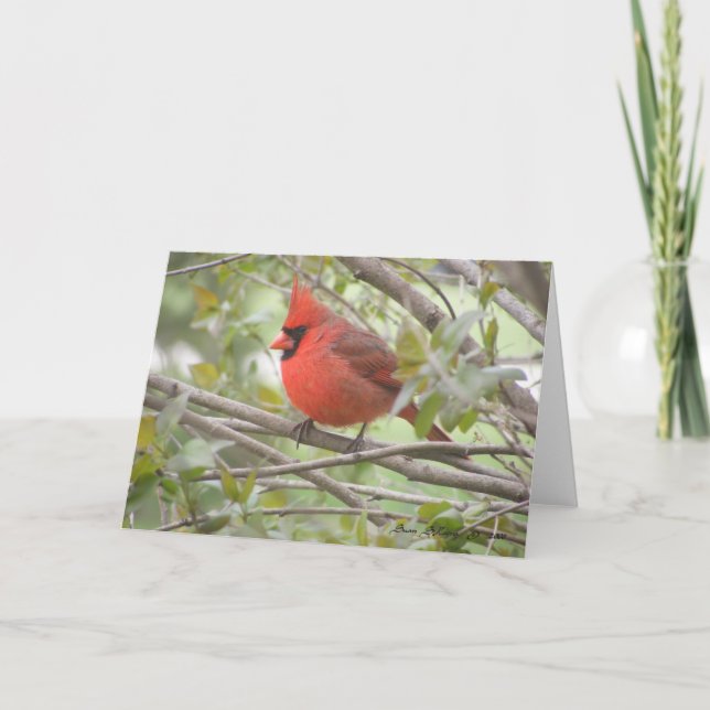 Male Cardinal Card (Blank) (Front)
