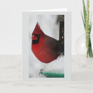 Male Cardinal Christmas Card