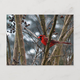 Male Cardinal Concentrating Postcard
