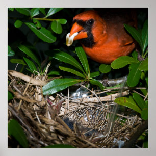 Male Cardinal Feeding Babies Poster