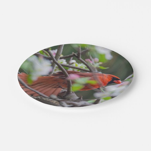 Male Cardinal in Springtime Paper Plate (Angled)