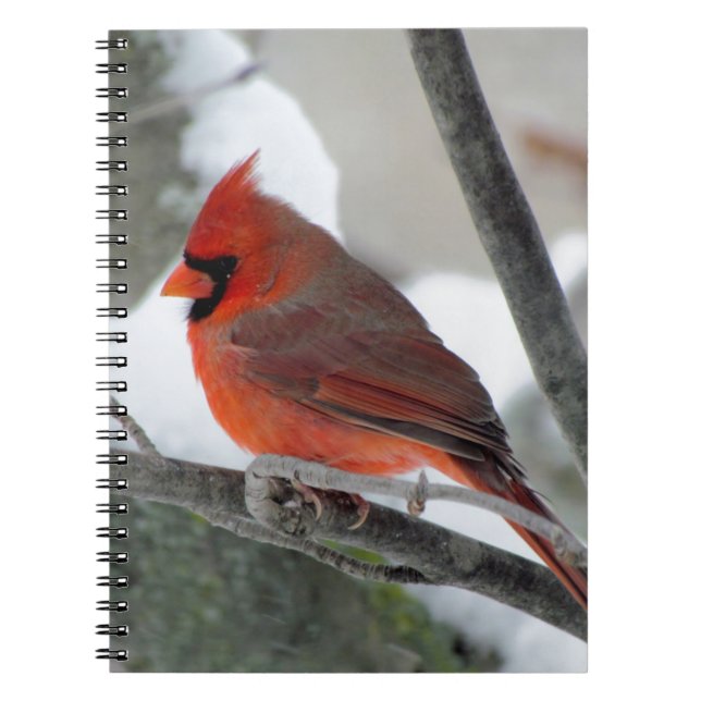 Male cardinal in the winter notebook (Front)