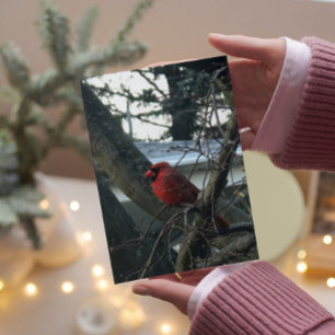 Male Cardinal Large Font Christmas Card