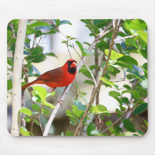 Male Cardinal Mouse Pad (Front)