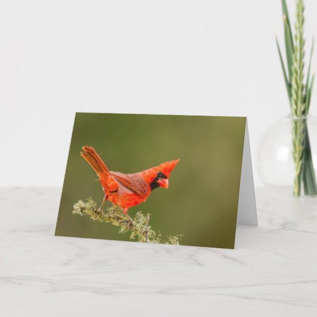 Male Cardinal on Limb Card (Front)