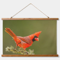 Male Cardinal on Limb
