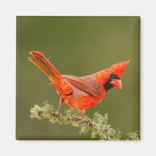 Male Cardinal on Limb Magnet