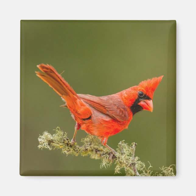 Male Cardinal on Limb Magnet (Front)