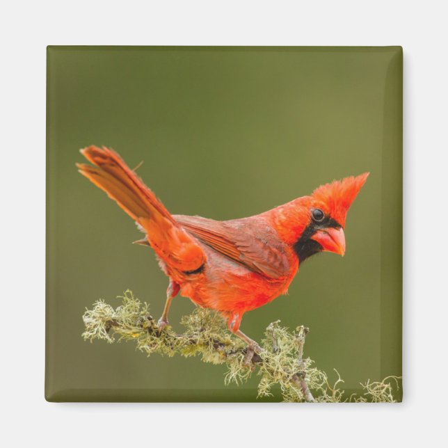 Male Cardinal on Limb Magnet (Front)