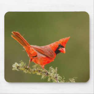 Male Cardinal on Limb Mouse Pad