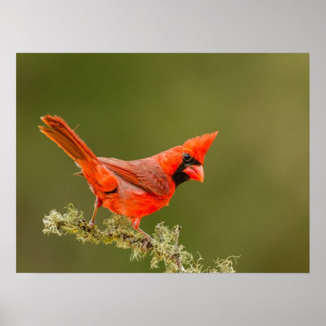 Male Cardinal on Limb Poster (Front)
