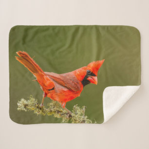 Male Cardinal on Limb Sherpa Blanket