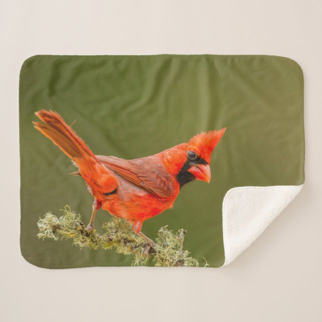 Male Cardinal on Limb Sherpa Blanket (Front (Horizontal))