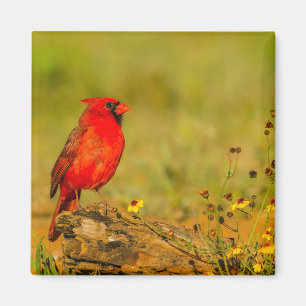 Male Cardinal on Log Magnet