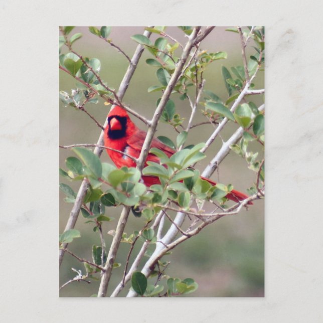 Male Cardinal Photo Postcard (Front)