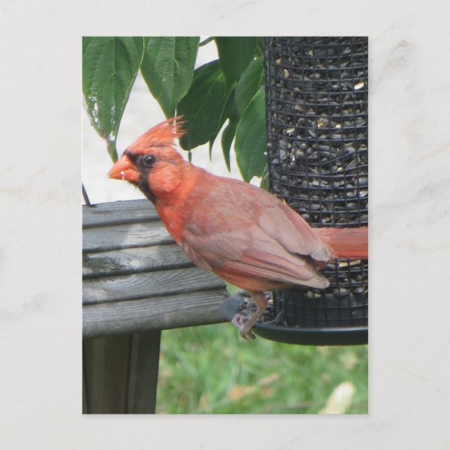 Male Cardinal Postcard (Front)