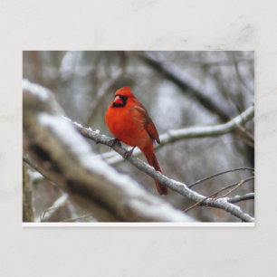 Male Cardinal Postcard