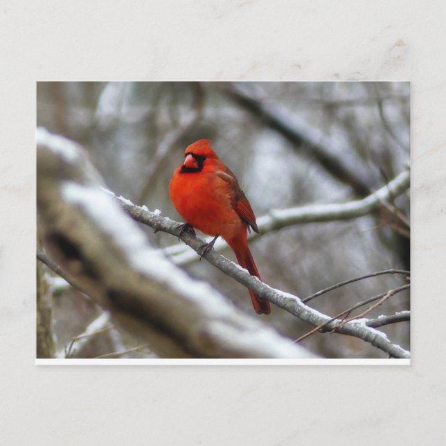 Male Cardinal Postcard (Front)
