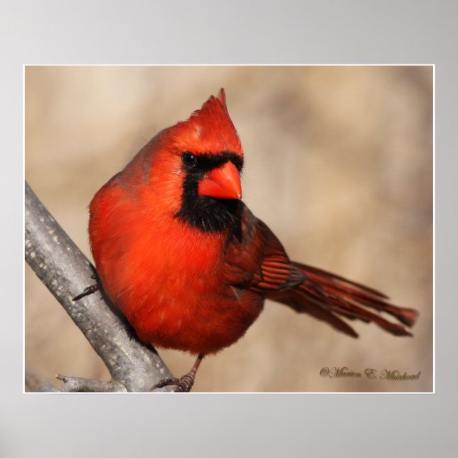 Male Cardinal Poster (Front)