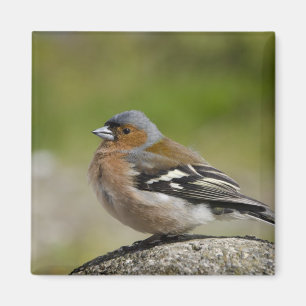 Male Chaffinch (WILD: Fringilla coelebs) Magnet