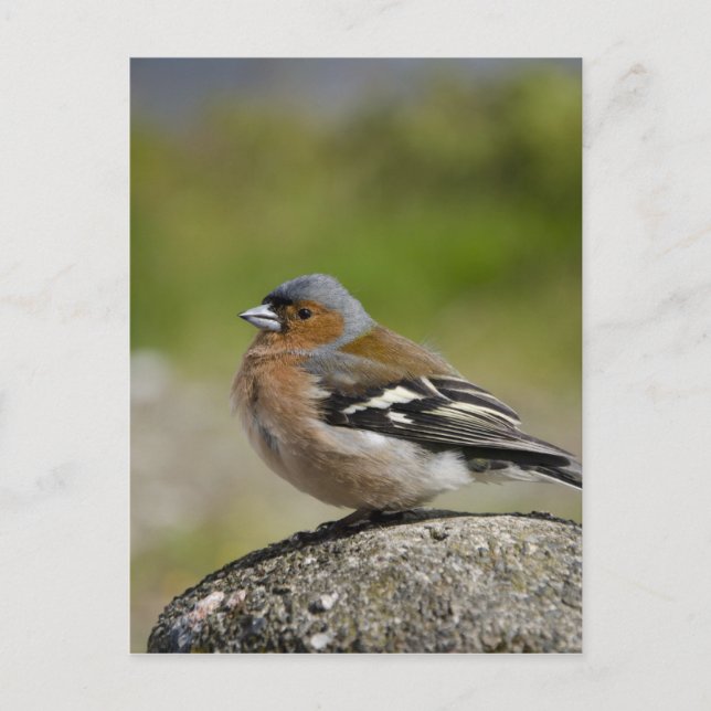 Male Chaffinch (WILD: Fringilla coelebs) Postcard (Front)