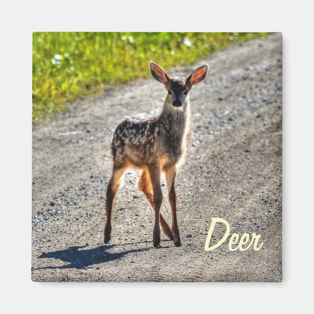 Male Deer Fawn Wildlife Animal Design Magnet (Front)