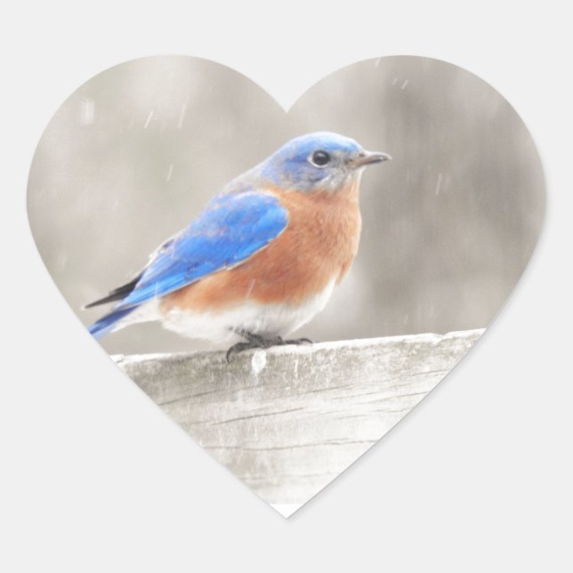 Male Eastern Bluebird Heart Sticker (Front)