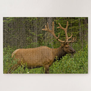 Male Elk Banff National Park, Alberta, Canada Jigsaw Puzzle