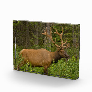 Male Elk   Banff National Park, Alberta, Canada Photo Block