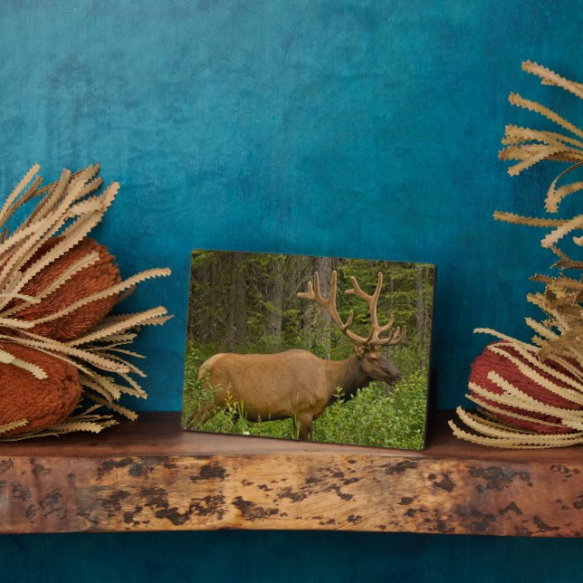 Male Elk | Banff National Park, Alberta, Canada Plaque (Side)