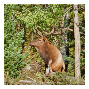 Male Elk in Rocky Mountain National Park Poster