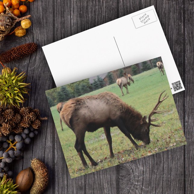 Male Elk Photograph Antlers Field Autumn Postcard (Real photo of male elk with antlers in grassy field on postcard.)