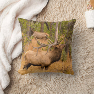 Male elk   Rocky Mountain National Park, Colorado Cushion