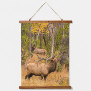 Male elk Rocky Mountain National Park, Colorado Hanging Tapestry