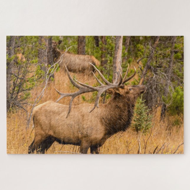 Male elk | Rocky Mountain National Park, Colorado Jigsaw Puzzle (Horizontal)