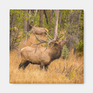 Male elk Rocky Mountain National Park, Colorado Magnet