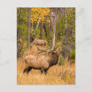 Male elk Rocky Mountain National Park, Colorado Postcard