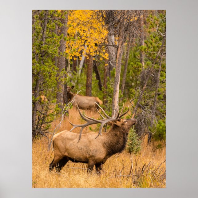 Male elk | Rocky Mountain National Park, Colorado Poster (Front)