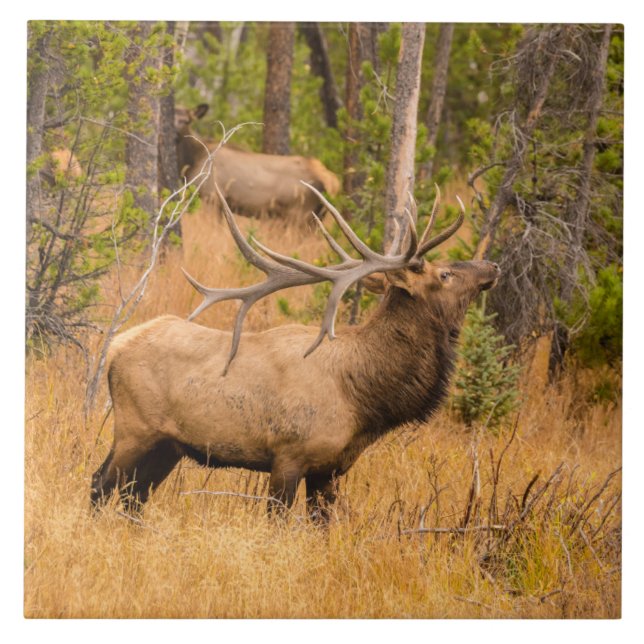 Male elk | Rocky Mountain National Park, Colorado Tile (Front)