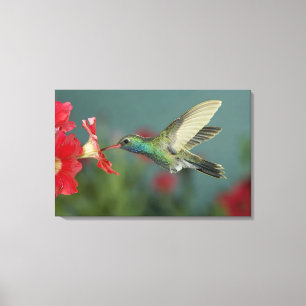 male feeding on Petunia, Madera Canyon, Arizona, Canvas Print