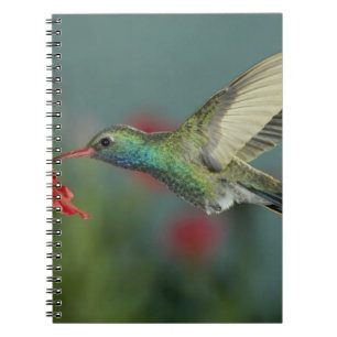 male feeding on Petunia, Madera Canyon, Arizona, Spiral Notebook