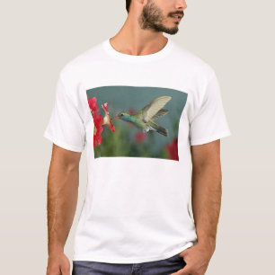 male feeding on Petunia, Madera Canyon, Arizona, T-Shirt
