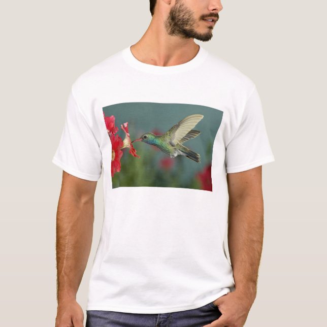male feeding on Petunia, Madera Canyon, Arizona, T-Shirt (Front)
