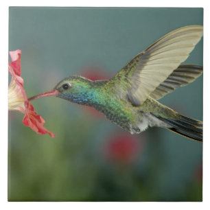 male feeding on Petunia, Madera Canyon, Arizona, Tile