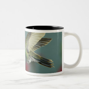 male feeding on Petunia, Madera Canyon, Arizona, Two-Tone Coffee Mug