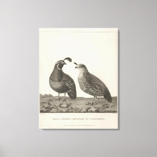Male & Female Partridge of California Canvas Print