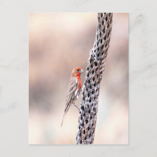 Male Finch Postcard (Front)
