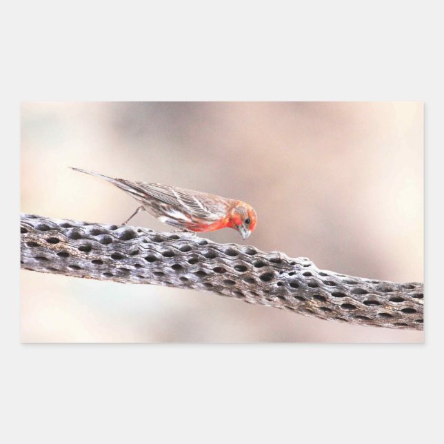 Male Finch Rectangular Sticker (Front)