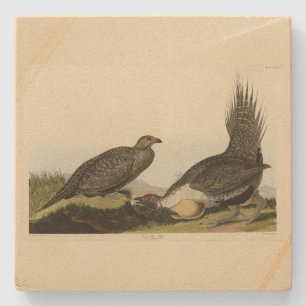 (Male Fowl) of the Plains Audubon Birds of America Stone Coaster