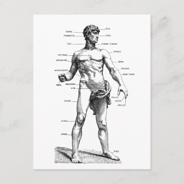 Male Front Postcard (Front)